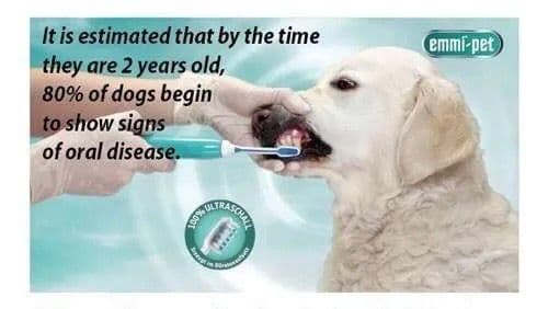 Emmi-Pet Teeth Cleaning Image