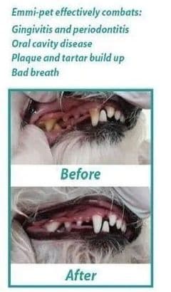 Emmi-Pet Teeth Cleaning Before and After