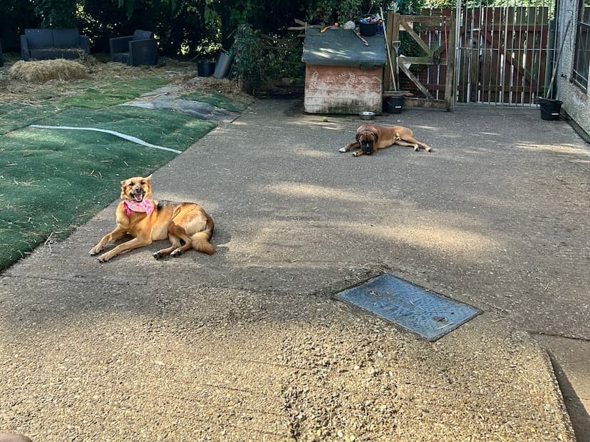 Dogs playing