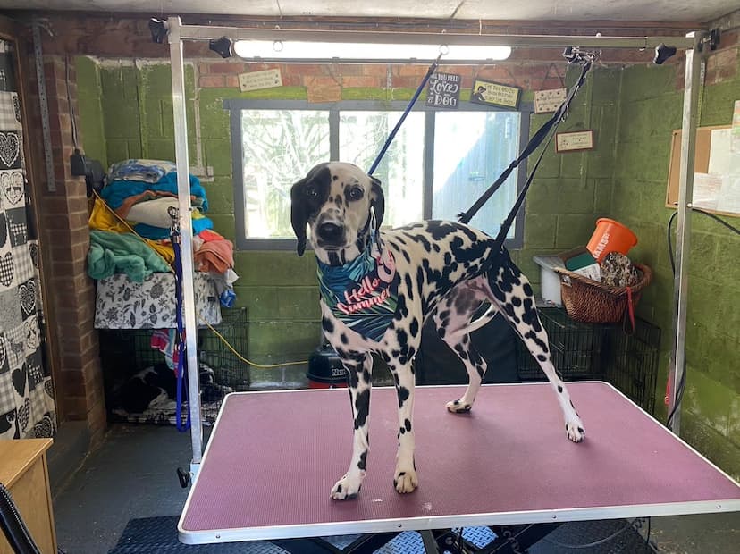 Dog after groom