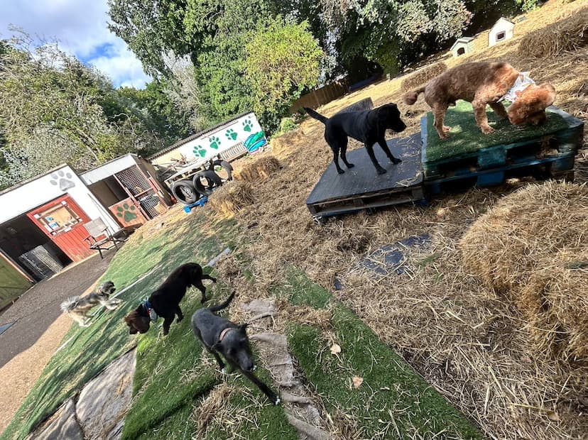 Dogs playing