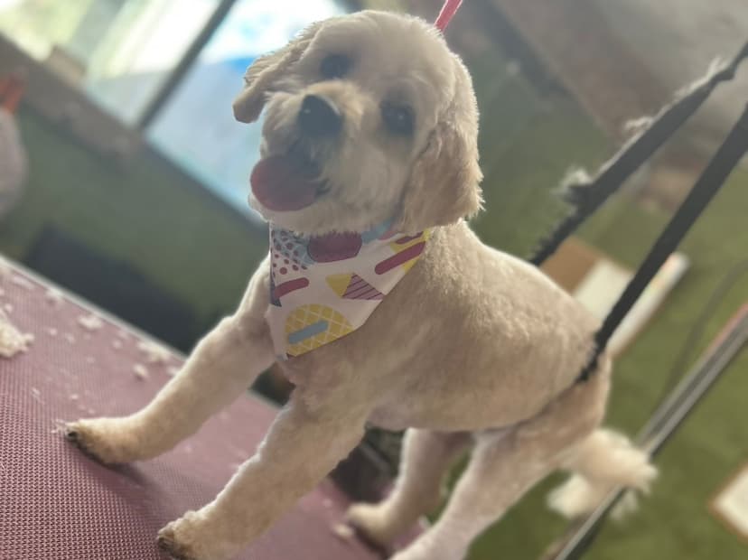 Dog after groom