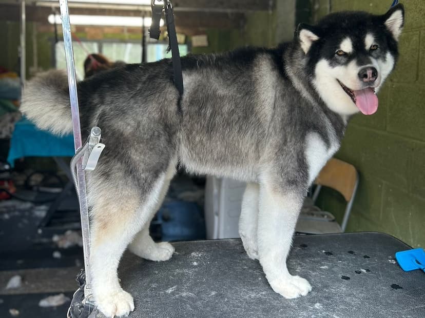 Dog after groom