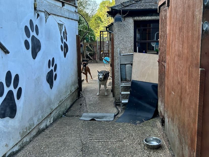 Dogs playing